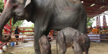 Ретки близнаци слонови родени во Тајланд, добија благослов од будистички монаси
