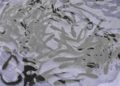Безброј луѓе одат во Индија по „чудесниот лек“ за астма