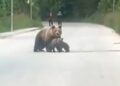 (Видео) Мечка со мали мечиња излезе на патот во Маврово