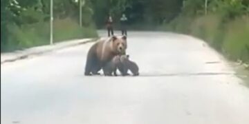(Видео) Мечка со мали мечиња излезе на патот во Маврово