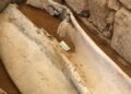Саркофаг од римската ера откриен на плажа во Варна