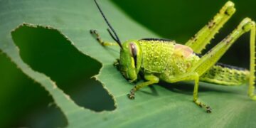 Сингапур одобри конзумација на 16 видови инсекти, вклучувајќи скакулци и штурци