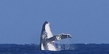 Олимпиското натпреварување во сурфање накратко прекинато поради појава на кит, изведувал различни трикови пред камерата