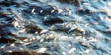 Стотици илјади мртви риби го натрупаа туристичкото место Волос во Грција