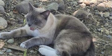Загубена мачка поминала речиси 1.500 километри за да се врати дома
