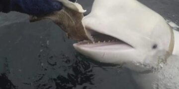 Пронајдено тело на кит во Норвешка осомничен дека собирал информации за Русија