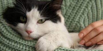 Најстарата мачка на светот, Рози, почина на 33-годишна возраст