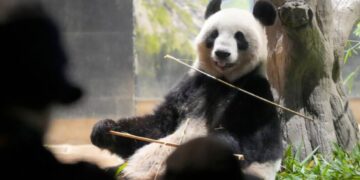 (Фото) Илјадници луѓе се збогуваа со џиновските панди кои заминуваат од Токио на лекување во Кина