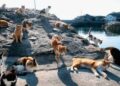 Островот на кој живеат шест пати повеќе мачки отколку луѓе, а нa кучињата им е забранет пристап