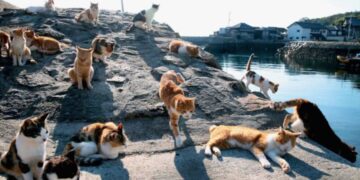 Островот на кој живеат шест пати повеќе мачки отколку луѓе, а нa кучињата им е забранет пристап