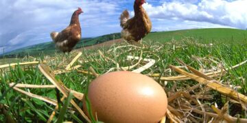 Што е постаро, кокошката или јајцето – научниците од Женева конечно дадоа одговор на прашањето што го мачи човештвото