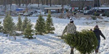 (Видео) „Ако видите нешто вакво, веднаш извадете ја од дома!“ – предупредување за љубителите на природни новогодишни елки