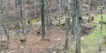 Забавен предизвик: Можете ли да ги пронајдете сите шест елени на фотографијата