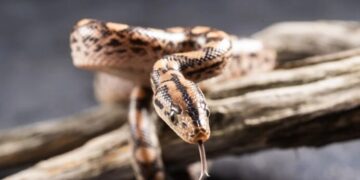 (Видео) Родителите на удар на критики затоа што имаат 200 змии во куќата: „Ќерка ми спие со 18 во соба“