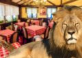 Виц на денот: Лав и бик во кафеана