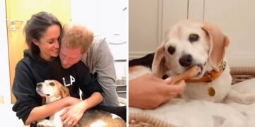 Почина кучето на Меган Маркл, му посвети пост: „Премногу плачев, уништена сум“