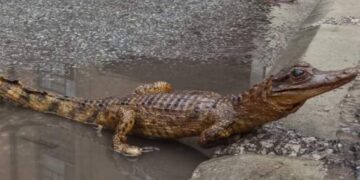 Крокодил на улица ги извади од памет жителите на Ниш, службите утврдија за што се работи