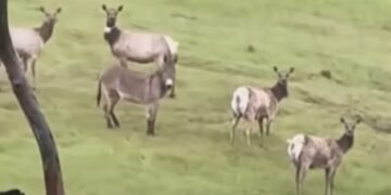 Дивината го прими Дизел: Магарето што живее со елените