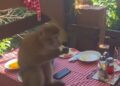 (Видео) Мајмун упадна во ресторан во Сутоморе, гостите врескаа и бегаа, а тој им го изеде ручекот