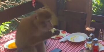 (Видео) Мајмун упадна во ресторан во Сутоморе, гостите врескаа и бегаа, а тој им го изеде ручекот