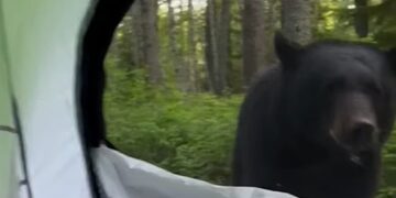 (Видео) Морничаво утро во дивината: Мечка застана пред турист во шатор