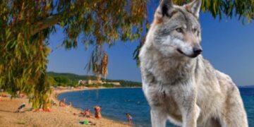 Мајка против волк: Ja спаси ќерката на плажа во Грција, им помогнал турист кој го удрил волкот со камен
