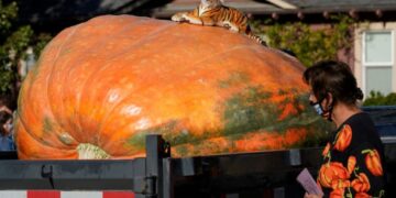 Земјоделец од Белгија одгледал џиновска тиква тешка повеќе од еден тон