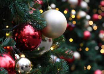 Голема колку 30 фудбалски игралишта: најголемата елка во светот, која е регистрирана во Гинисовата книга на рекорди