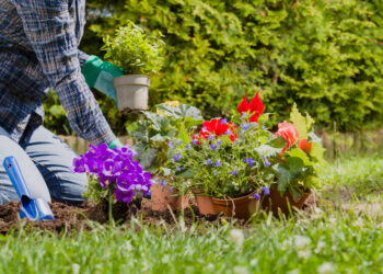 Цвеќиња што се садат во февруари