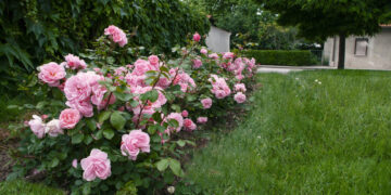 Природен трик за бујни рози: Кора од банана како тајно ѓубриво