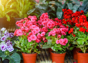 Кои цвеќиња можете да ги изнесете надвор, а за кои мора да почекате?