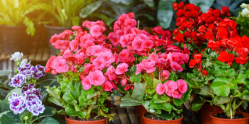 Кои цвеќиња можете да ги изнесете надвор, а за кои мора да почекате?