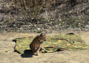 (ФОТО) Историски момент за природата: „Рисицата Благица“ следена во дивина – шансата за нови рисови расте