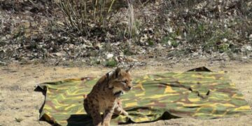 (ФОТО) Историски момент за природата: „Рисицата Благица“ следена во дивина – шансата за нови рисови расте