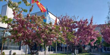 ЈКП Комуналец: Розова магија во Прилеп – Црешите во чест на Тоше Проески го разубавија градот