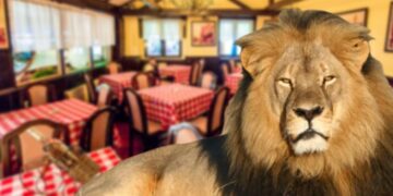 Виц на денот: Лав и бик во кафеана