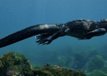 (ВИДЕО) Снимка што го освои интернетот: „Морска Игуана“ од Галапагос плива во океан и кива сол