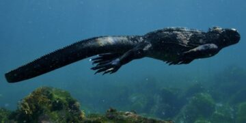 (ВИДЕО) Снимка што го освои интернетот: „Морска Игуана“ од Галапагос плива во океан и кива сол