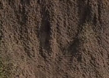 (ВИДЕО) НЕВЕРОЈАТЕН ПОТЕГ ВО ПРИРОДАТА: Лав спаси мало Срниче од сигурна смрт