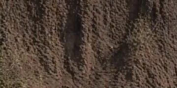 (ВИДЕО) НЕВЕРОЈАТЕН ПОТЕГ ВО ПРИРОДАТА: Лав спаси мало Срниче од сигурна смрт