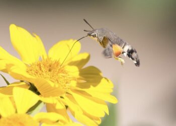 (ВИДЕО) Природата повторно изненадува: Молец што се однесува како птица и пие нектар од цветовите