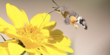 (ВИДЕО) Природата повторно изненадува: Молец што се однесува како птица и пие нектар од цветовите