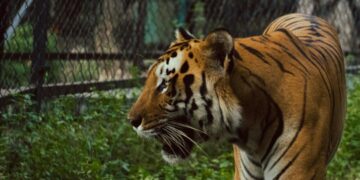 Тигар скокна меѓу публиката во циркус во Русија: паника меѓу гледачите, драматично видео од инцидентот