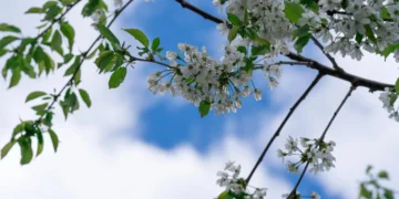 Македонија денес: Променливо облачно време со сончеви периоди, попладне локален дожд и засилен ветер до 60км/ч