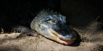 Научниците останаа во шок: Во морските длабочини откриени „зомби црви“ што јадат коски и исчезнуваат
