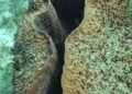 (ВИДЕО) 2300 години под морето: Џиновски морски сунѓер преживеал цели цивилизации, а научниците успеале да го снимат