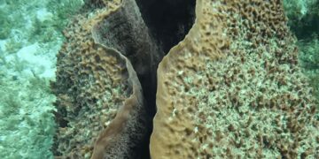 2300 години под морето: Џиновски морски сунѓер преживеал цели цивилизации, а научниците успеале да го снимат