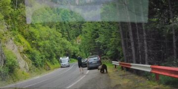 (ВИДЕО) Мечка му се прикраде на турист од зад грб: Следеше реакција што изненади милиони луѓе