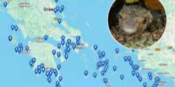 (ФОТО|ВИДЕО) Мапа открива каде најчесто се појавува отровната „риба-зајак“ во Грција – предупредување за туристите ова лето