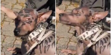 (ВИДЕО) Јапонски милионер потрошил 22 милиони евра за да стане „куче“? Виралната снимка ја збуни јавноста, но приказната има голема дупка
